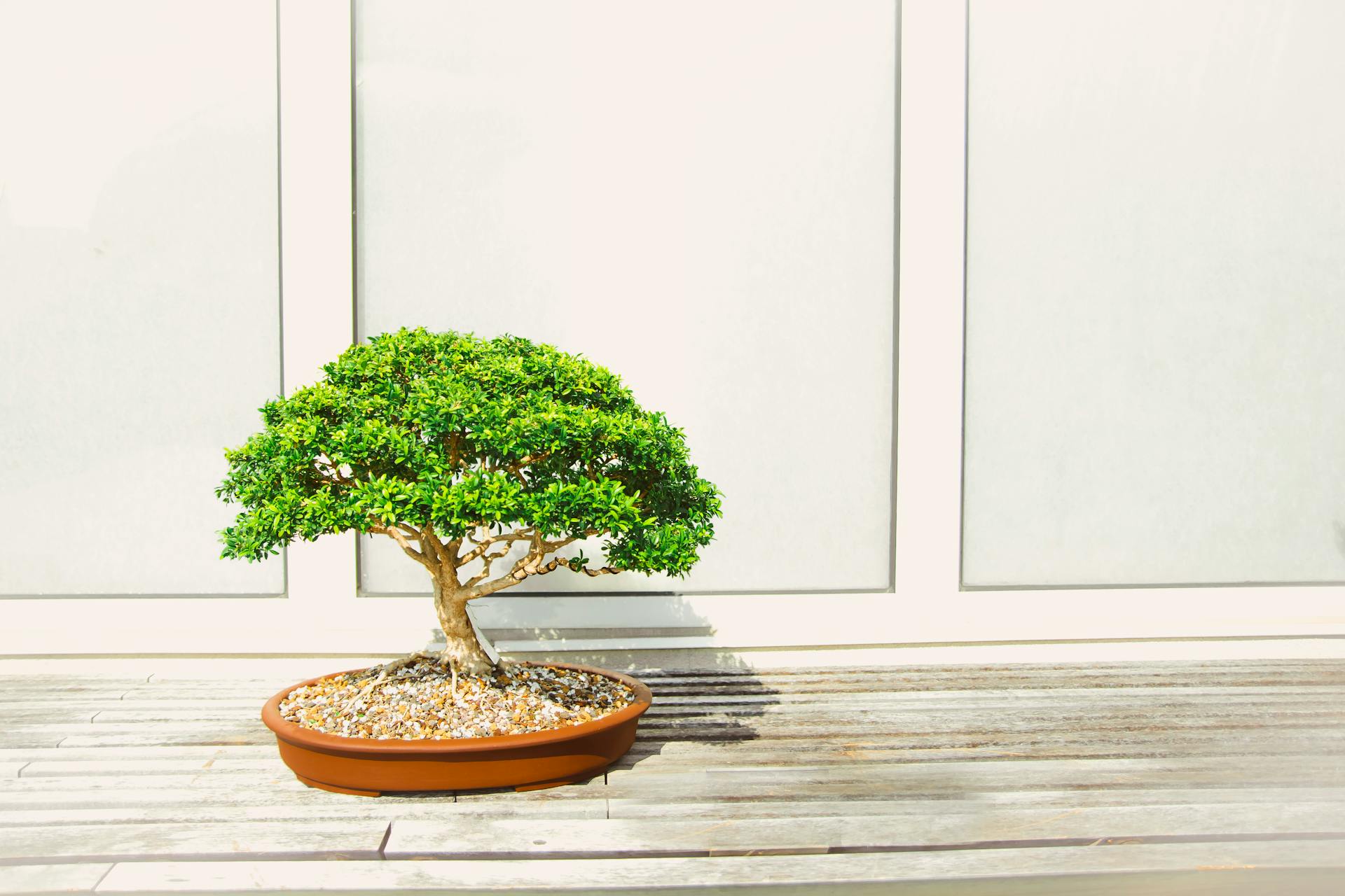 Bonsai tree background